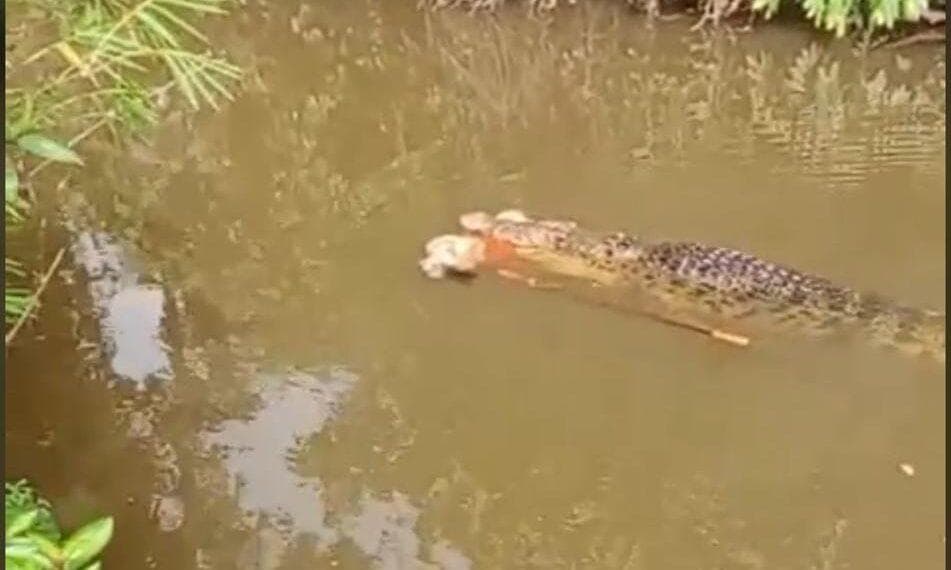 Warga Simeulue Tewas Diterkam Buaya Saat Mencari Kerang, Kejadian Pertama di Wilayah