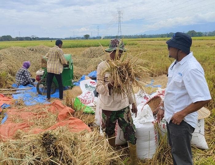 Bulog Aceh Serap 6.547 Ton Gabah, Jaga Stabilitas Harga Beras