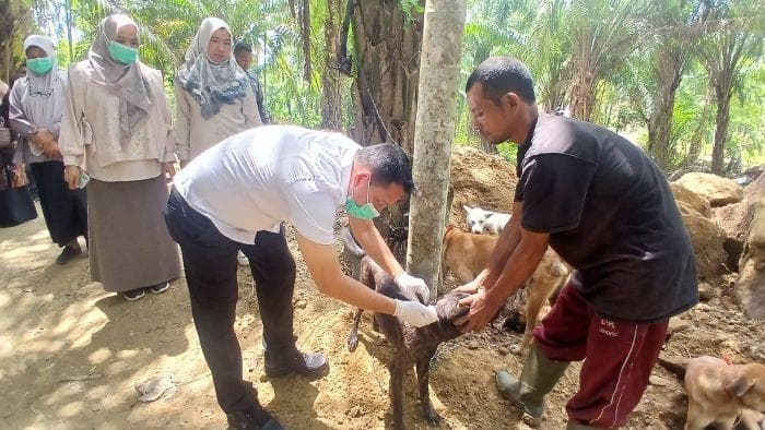 Vaksin Rabies untuk Anjing di Bireuen Setelah Gigitan Warga Aceh