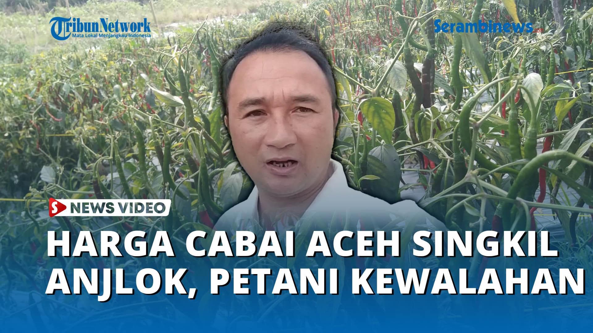 Petani Aceh Singkil Terus Rawat Cabai Meski Harga Anjlok 70%