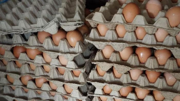 Harga Telur di Aceh Singkil Turun Jadi Rp 57 Ribu per Papan, Pasokan Lancar