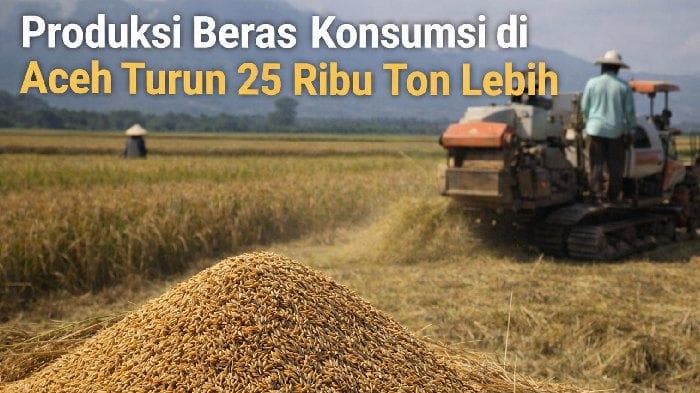Produksi Beras Aceh Turun 25,79 Ribu Ton di 2025, Dampaknya?