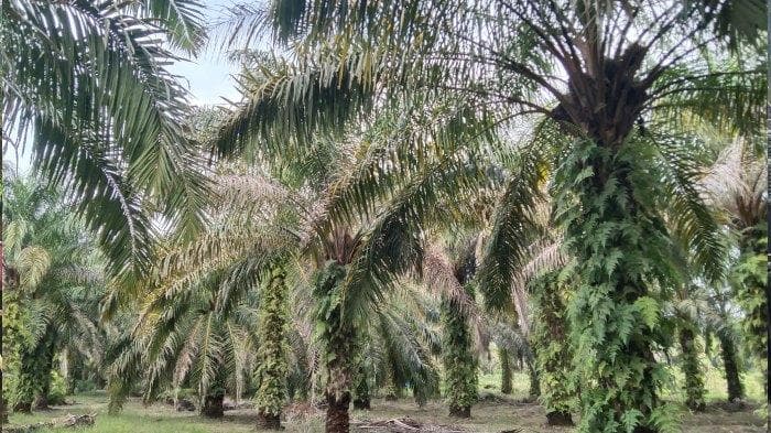 Pascabanjir, Produksi Sawit Petani Aceh Singkil Anjlok hingga 30 Persen