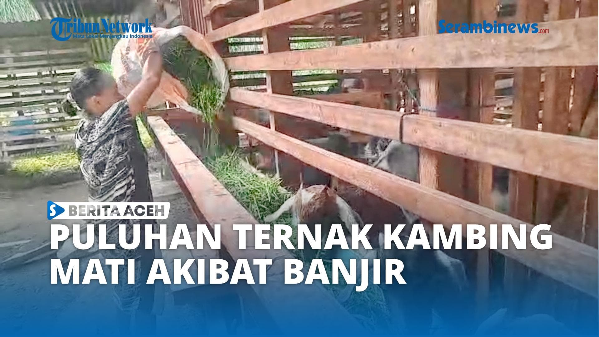 Banjir Bandang Bireuen Tewaskan 40 Kambing Desa Ceubo, Program Ketahanan Pangan Terancam