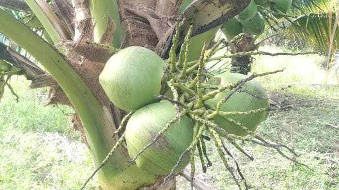 Harga Kelapa Muda Aceh Singkil Lebih Mahal, Peluang Cuan bagi Warga