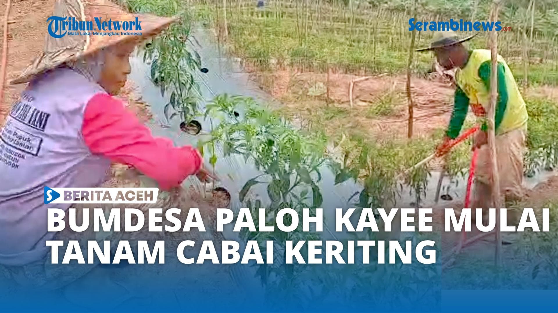 Bumdesa Paloh Kayee Kunyet Tanam Cabai Keriting Dukung Ketahanan Pangan