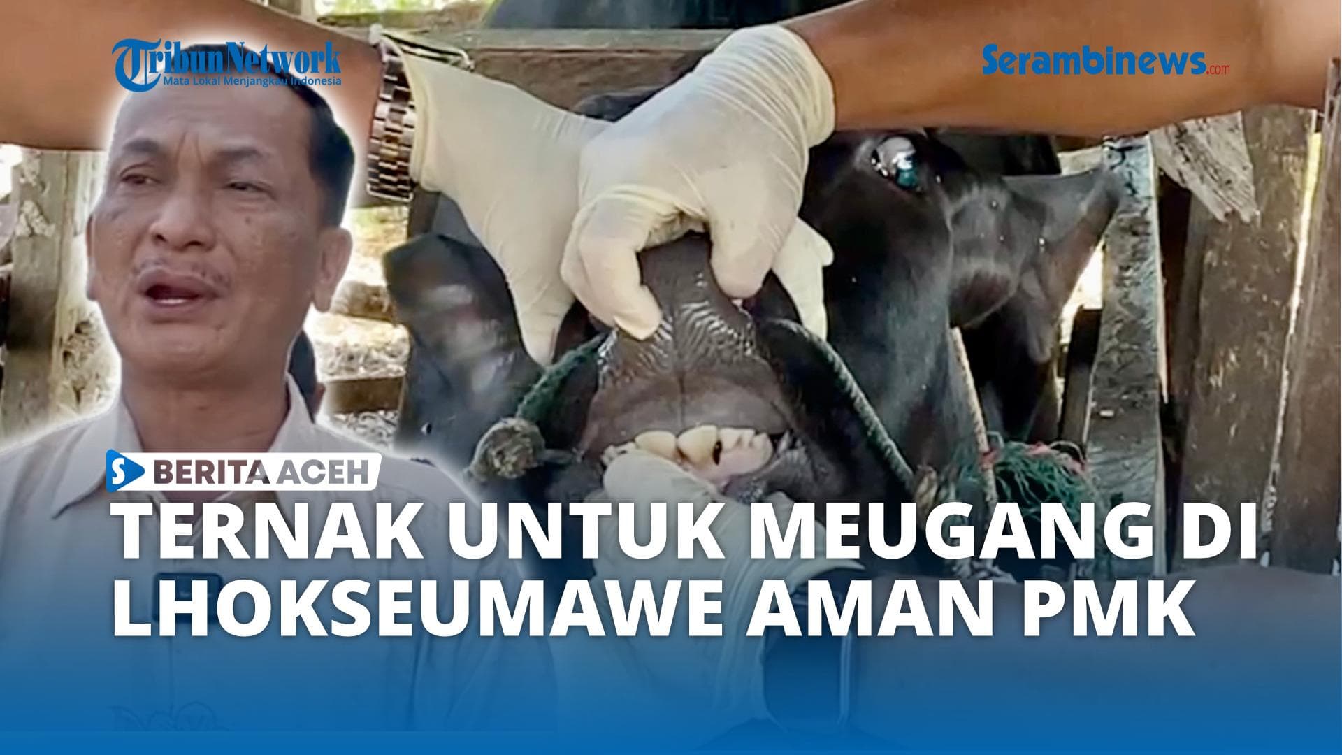 Ternak Meugang Lhokseumawe Dipastikan Aman, Warga Tidak Perlu Khawatir