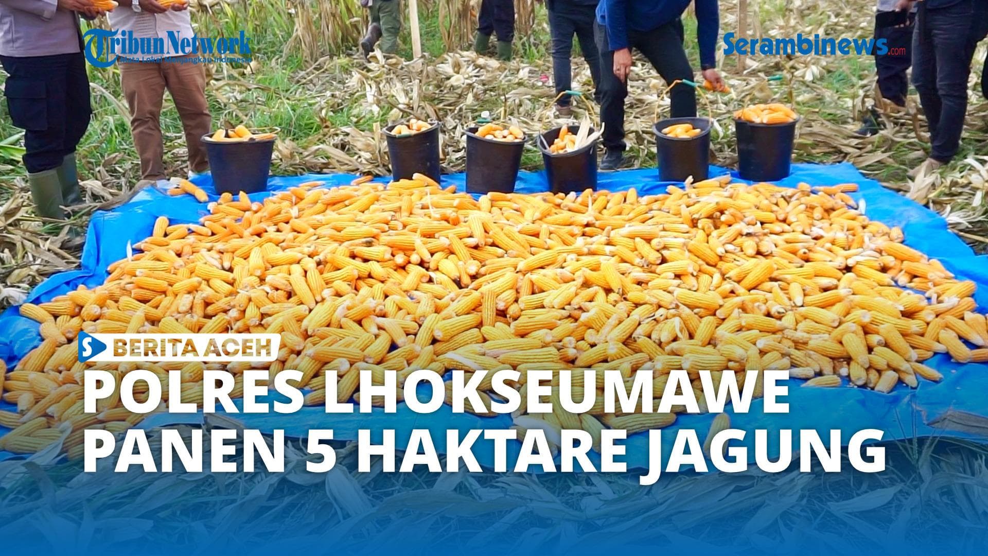 Polres Lhokseumawe Panen Jagung 3 Ton di Aceh Utara, Dukung Ketahanan Pangan