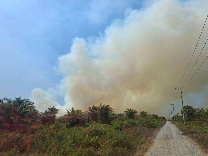 Karhutla Aceh Barat Meluas, Pemkab Minta Bantuan BNPB dan Shalat Istisqa
