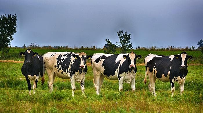 Australia Kirim 1.383 Sapi Perah ke Aceh, Dukung Program MBG