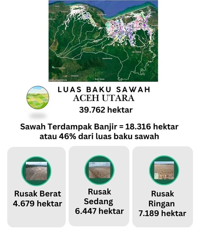 Banjir Bandang 2025: 11.929 Hektare Sawah Aceh Utara Rusak, Petani Hilang Rp600 Miliar