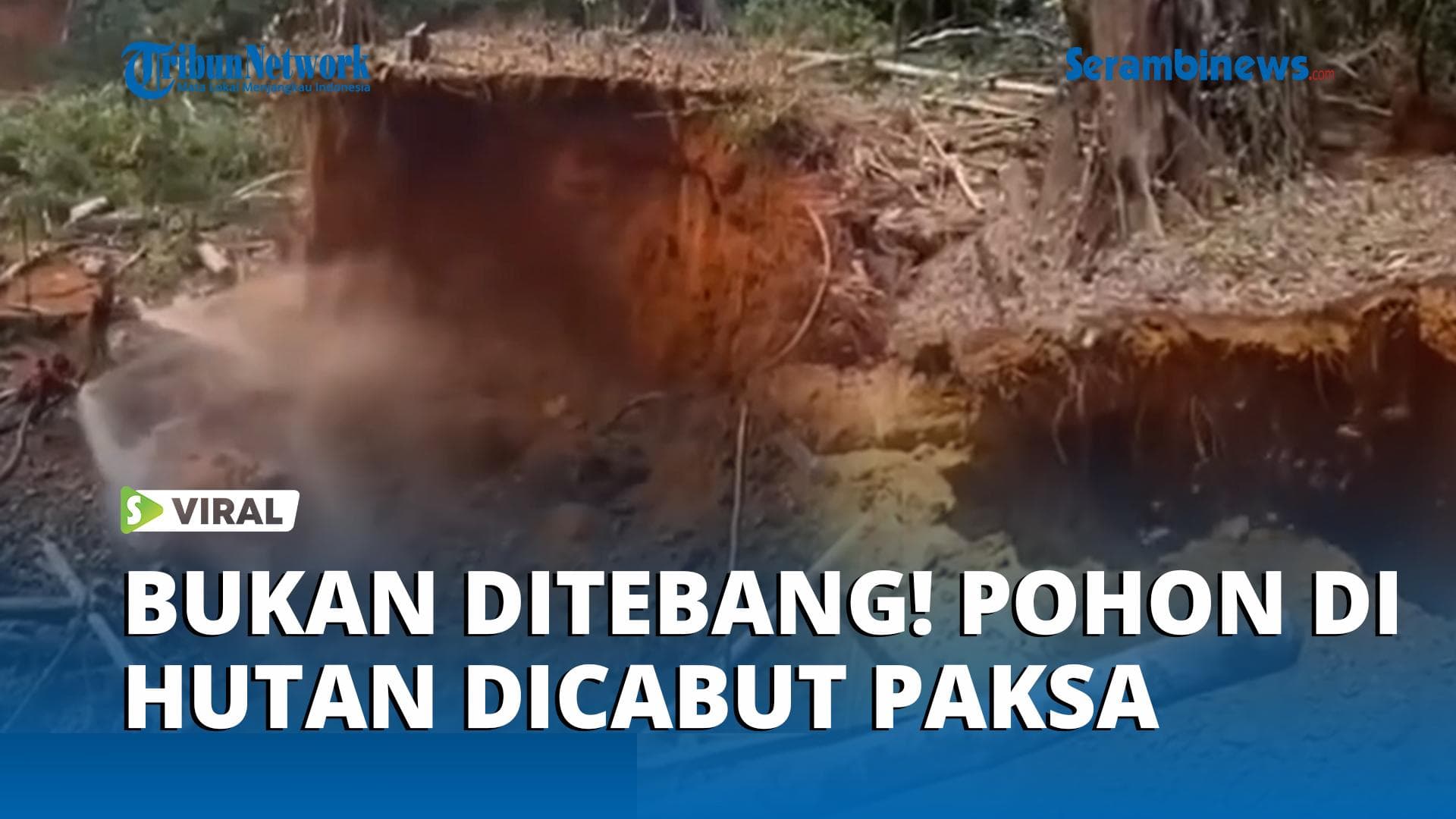 VIDEO - Viral Video Perusakan Hutan, Pohon Bukan Ditebang Tapi Dicabut ke Akar, Ini Penjelasannya!