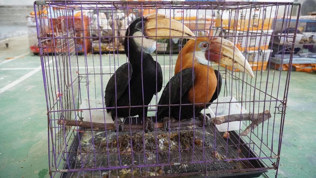 Tim Gabungan Bea Cukai Langsa Gagalkan Penyelundupan Ratusan Satwa Liar ke Thailand