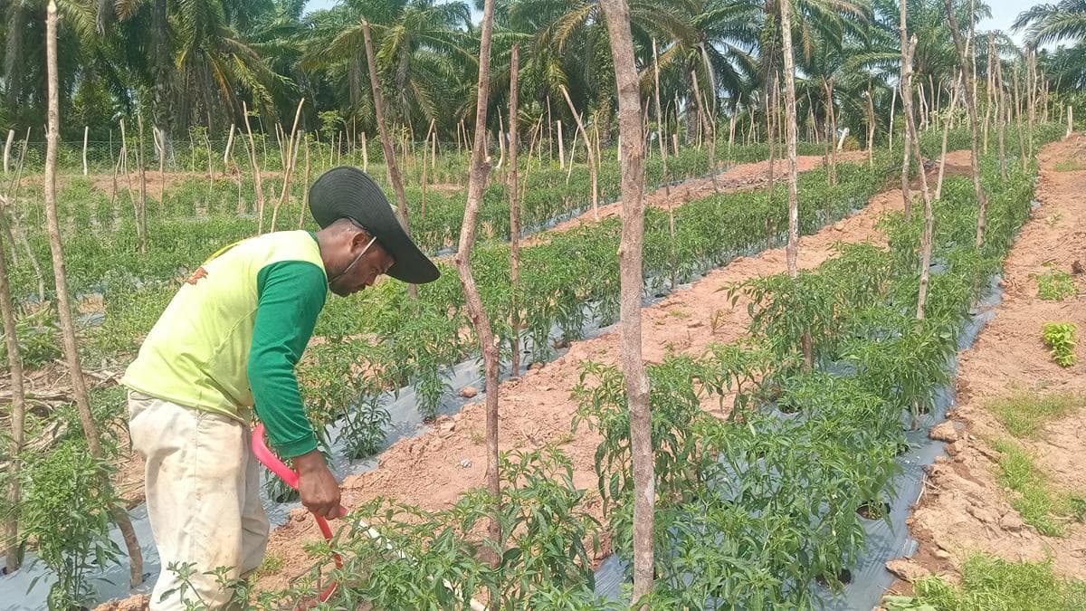 Bumdesa Paloh Kayee Kunyet Gandapura Bireuen Tanam Cabai Keriting untuk Ketahanan Pangan