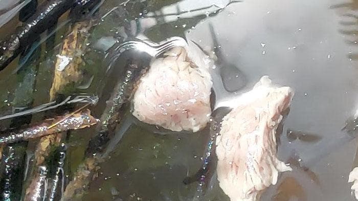 Daging Meugang Busuk Diterima Warga Korban Banjir Aceh Singkil