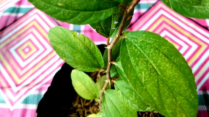 Pemko Banda Aceh Bagikan 80 Bibit Pohon untuk Penghijauan Dayah