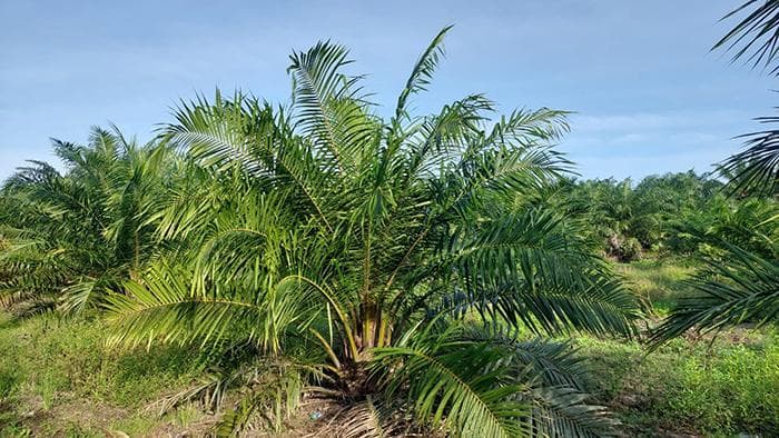 Harga Sawit Petani Aceh Singkil Stabil di Rp 2.350 per Kg Pasca Banjir