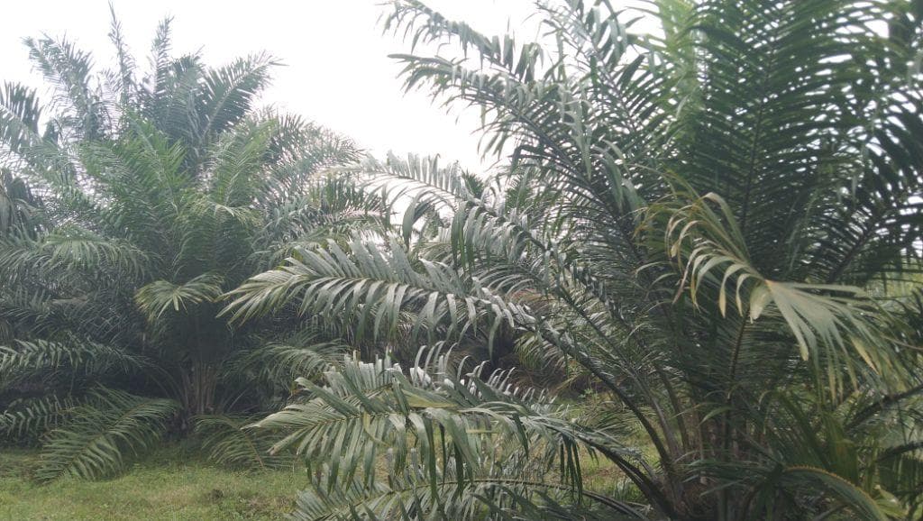 Harga Sawit Aceh Singkil Tembus Rp 2.700/kg, Kebun Melonjak Hingga Rp 200 Juta/Hektar