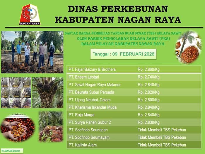 Harga TBS Sawit di Nagan Raya Bertahan di Atas Rp 2.800/Kg, PMKS Tepat Waktu