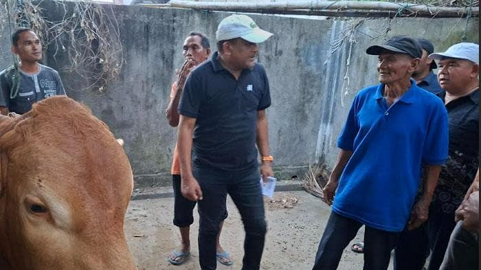 90 Lembu Bantuan Presiden Bireuen Siap Distribusi, Rampung Besok