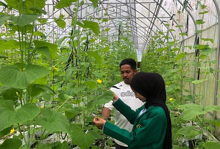 Agrowisata Melon Premium di Aceh Utara Jadi Lokasi Penelitian Mahasiswa Unimal