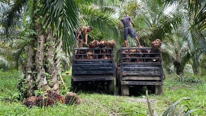 Harga TBS Sawit di Aceh Jaya Mulai Turun, Ini Harga di PKS dan Pengepul