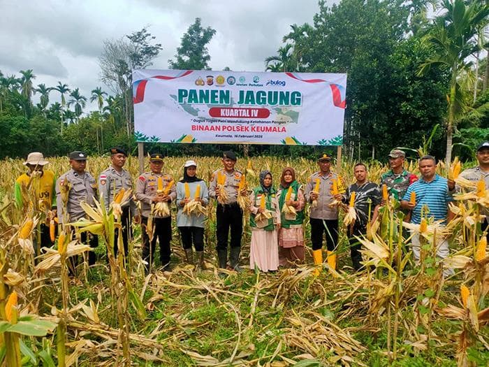 Polres Pidie Panen Jagung 7.500 m² di Gampong Jijiem, Dukung Swasembada Pangan 2026