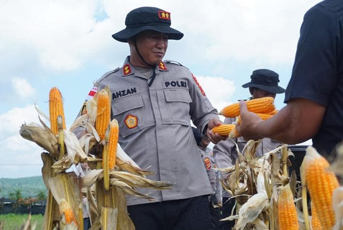 Polres Lhokseumawe Panen 3 Ton Jagung di Simpang Keuramat, Dukung Ketahanan Pangan Aceh