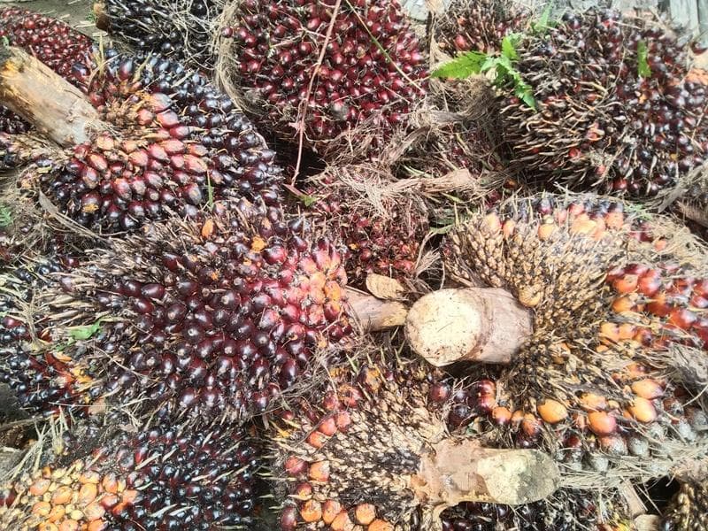 Harga Sawit di Aceh Singkil Naik, Petani Gembira di Awal Ramadan