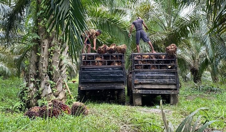 Harga TBS Sawit di Nagan Raya Anjlok, Petani Keluhkan Dampak Pasca Banjir