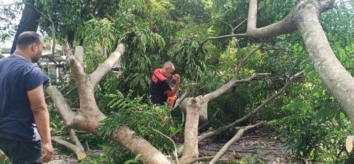 Pohon Tumbang di Simpang Lubok Aceh Besar Cepat Dibersihkan, Lalu Lintas Normal Kembali
