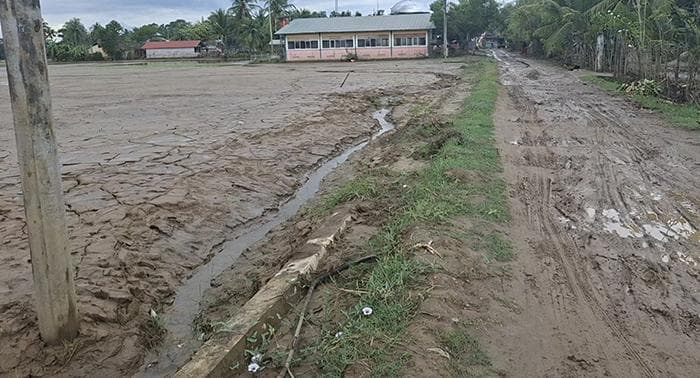 Banjir Bireuen: 4 Ribu Hektar Sawah Rusak, 2.736 Hektar Gagal Panen