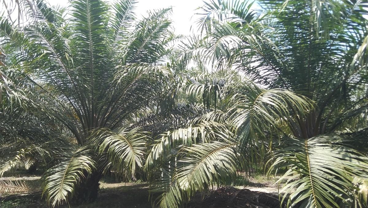 Harga Sawit Aceh Singkil Naik Rp 50, Produksi Petani Pulih Pasca Banjir