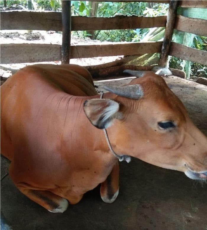 Stok Sapi Meugang Aceh Timur Cukupi Meski Pasca-Banjir, 988 Ekor Siap Potong