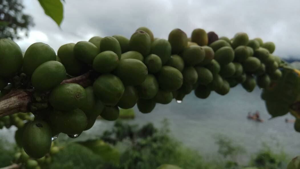 Biji Kopi Aceh Diminati Industri Nasional untuk Jaga Rasa Khas