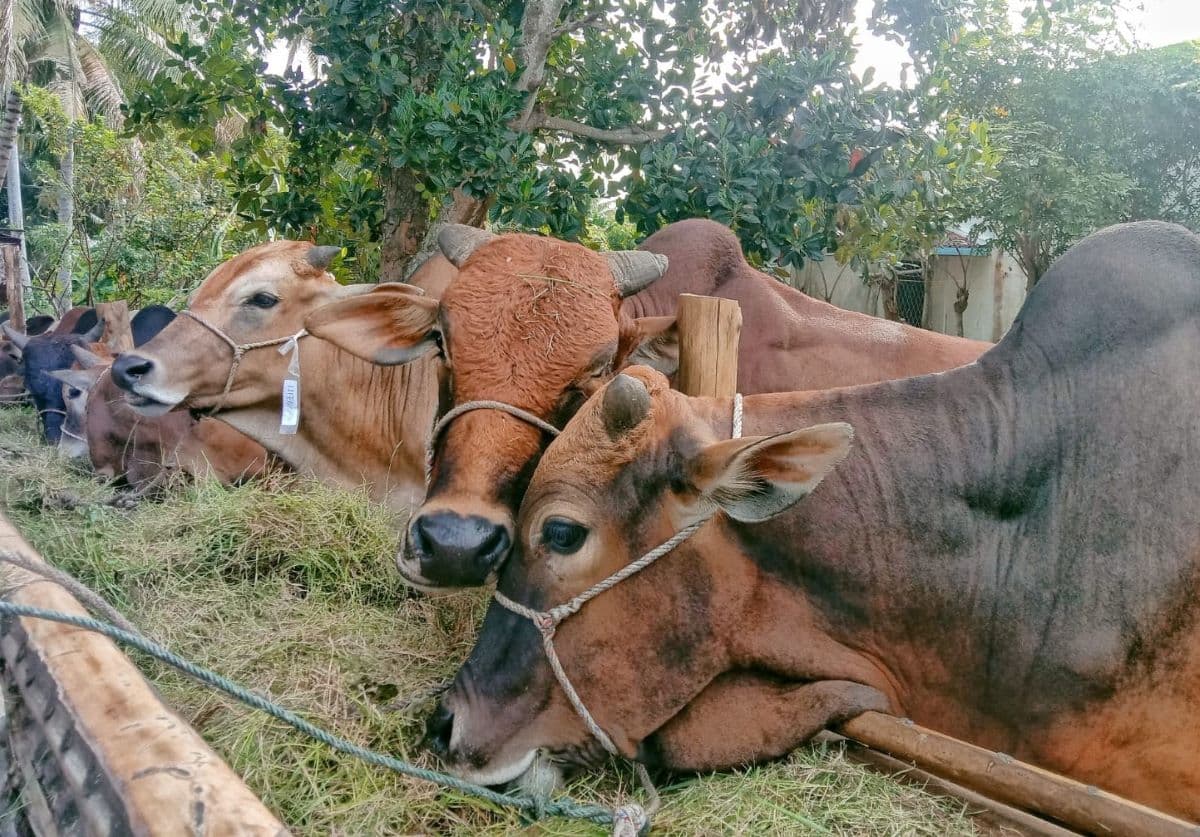 Bireuen Hanya Dapat 45 Sapi Bantuan Meugang, Padahal Dampak Banjir Berat