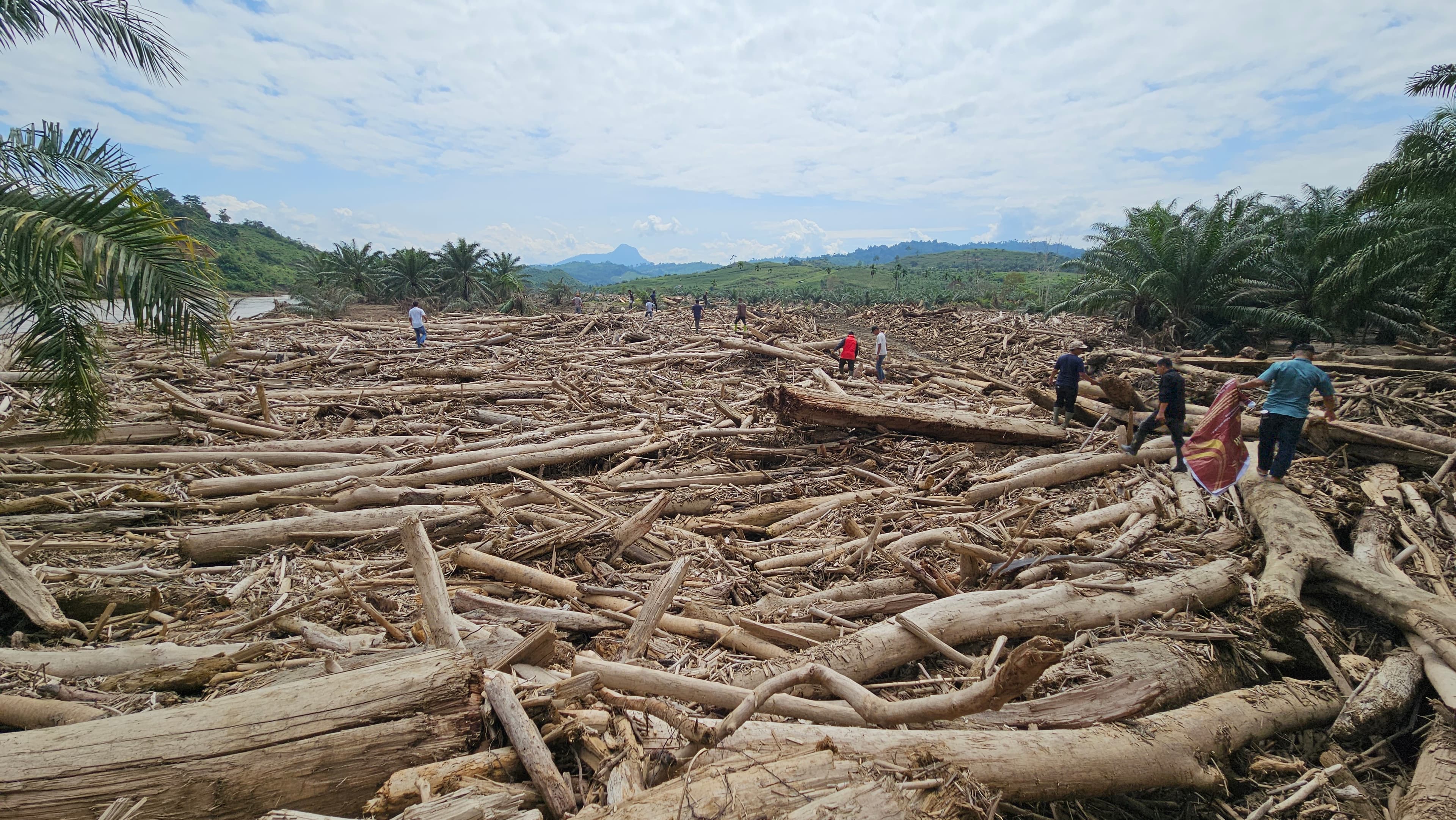 Ribuan Gelondongan Kayu di Lahan Sawit Bupati Bireuen, Warga Khawatir Banjir Kembali