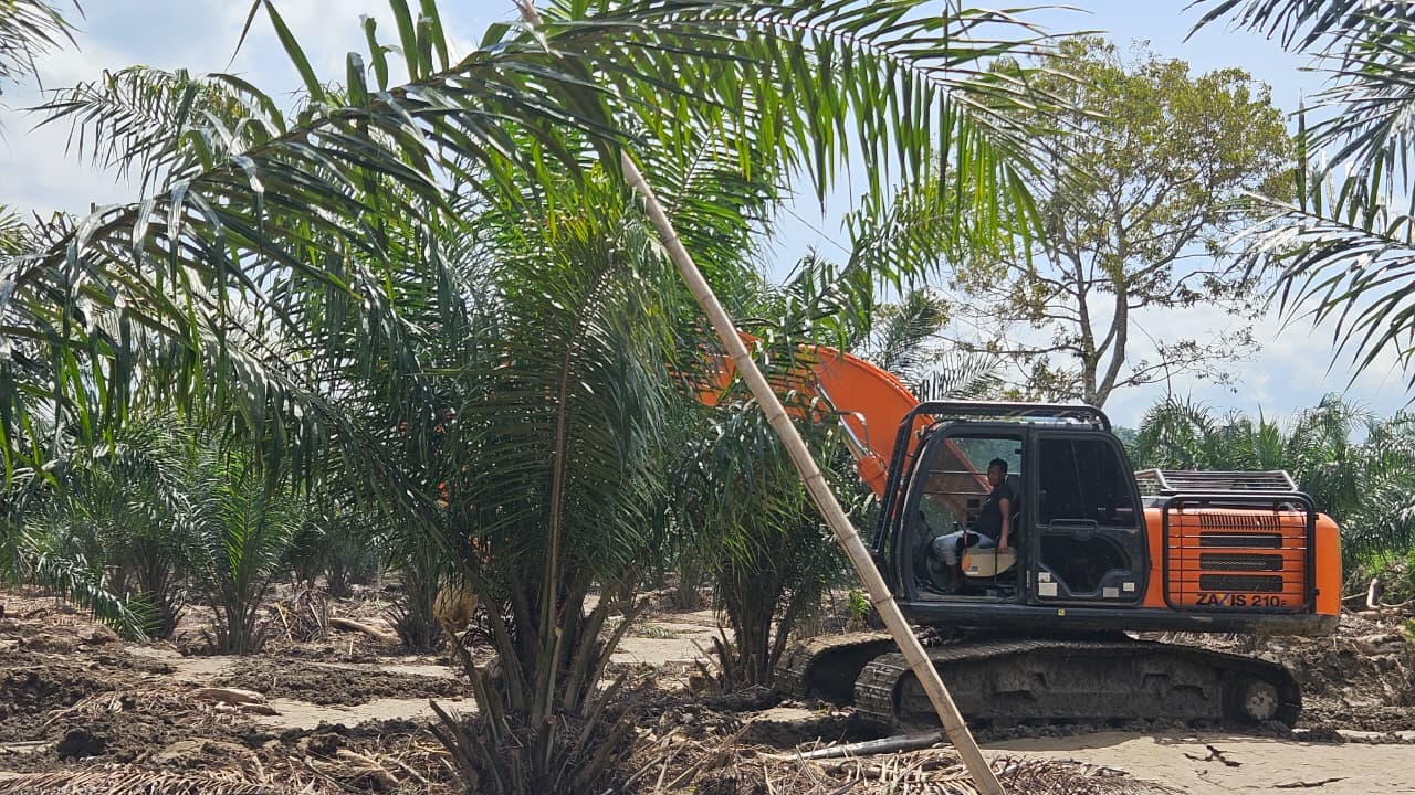 Gelondongan Kayu di Peudada Ancam Warga, Pemkab Bireuen Diam