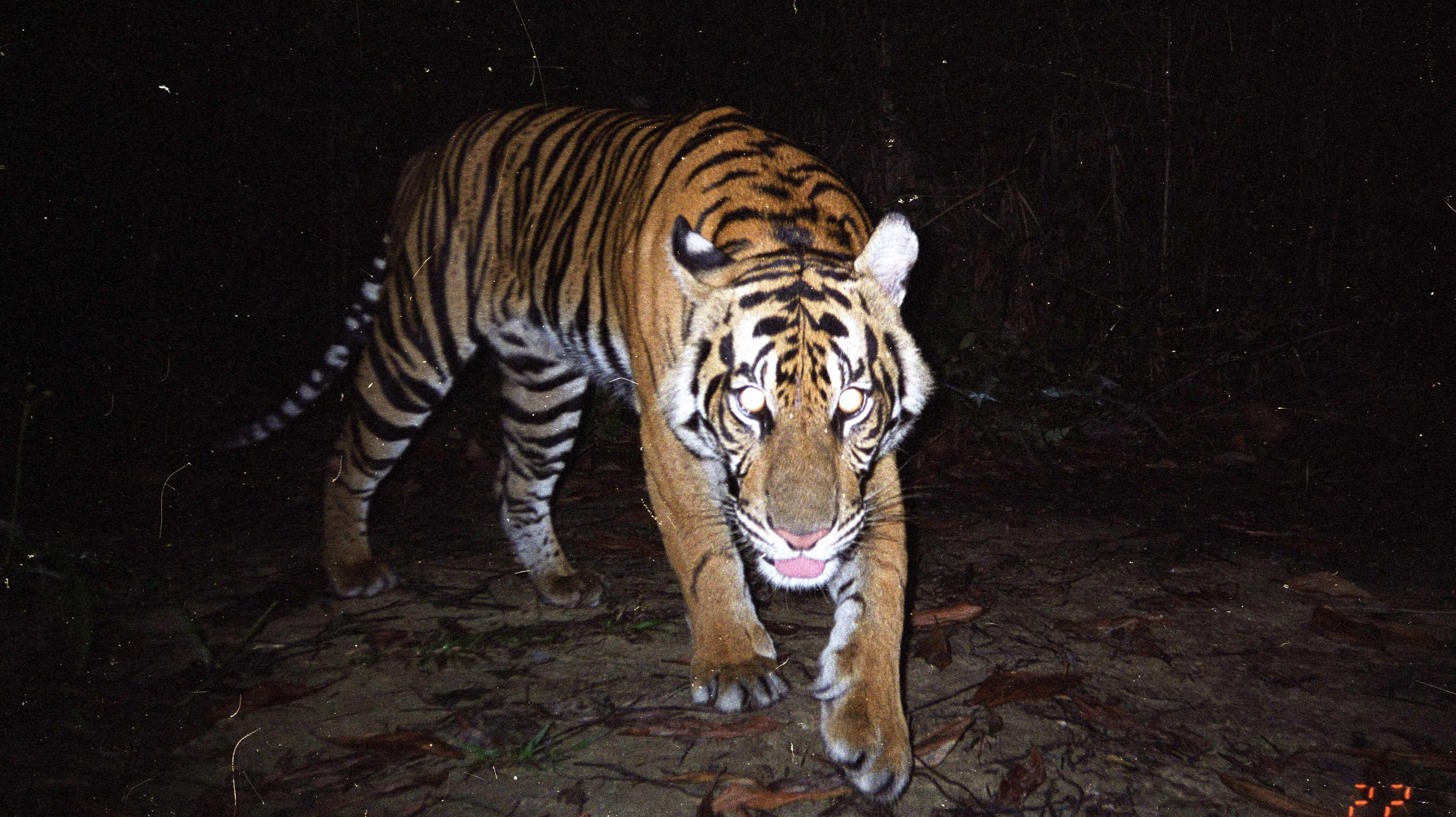 Harimau Sumatra Keluar Hutan, Warga Aceh Waspadai Konflik Manusia-Satwa