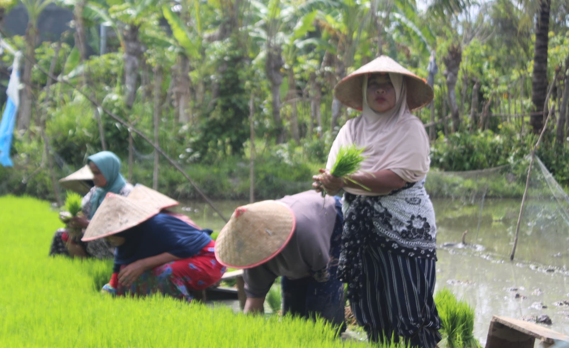 NTP Aceh Turun 0,93 Persen pada Desember 2025, Daya Beli Petani Tertekan