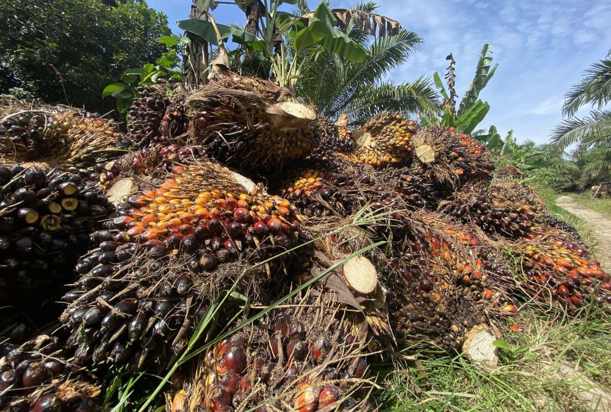 Harga TBS Sawit Aceh Timur Naik, Petani Usia 10-20 Tahun Dapat Rp 3.220 per Kilogram