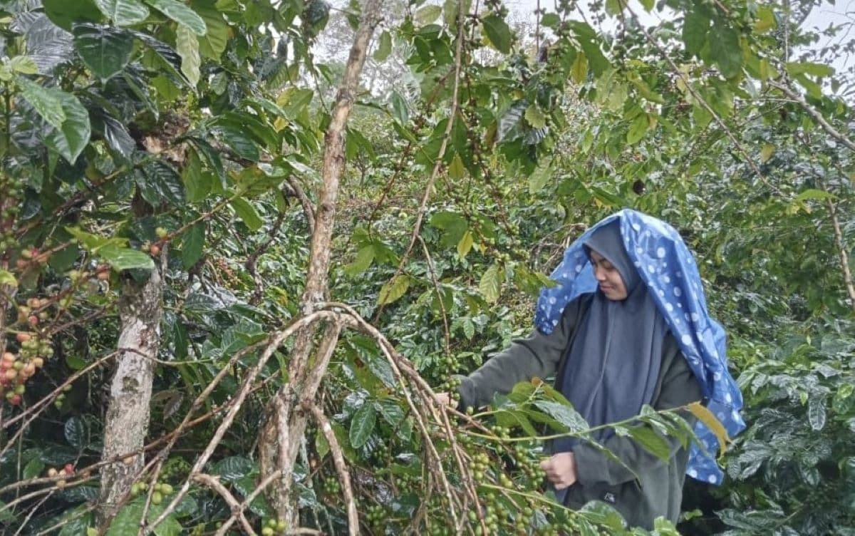 Banjir Bandang Rusak 445 Hektare Kebun Kopi Gayo di Bener Meriah