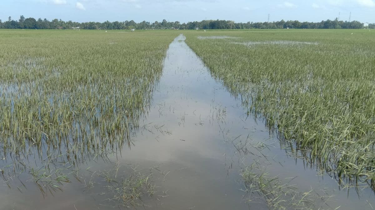 1.025 Hektare Sawah di Langsa Rusak Akibat Banjir, Petani Membutuhkan Bantuan