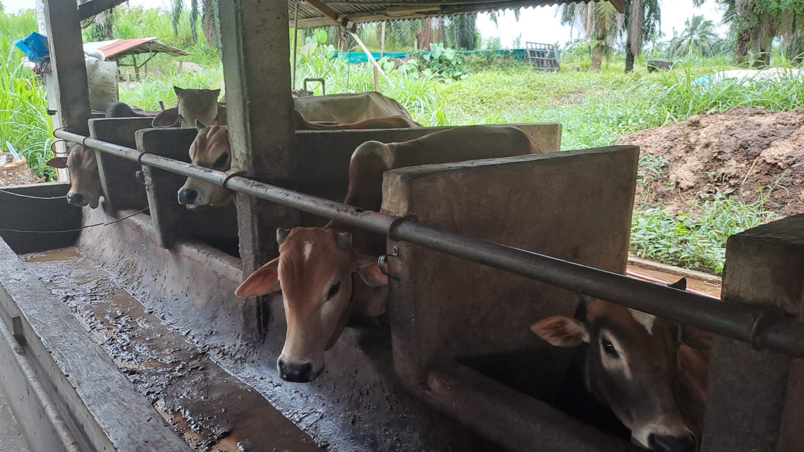 Banjir Langsa Tewaskan 44.230 Ternak, Peternak Aceh Terancam