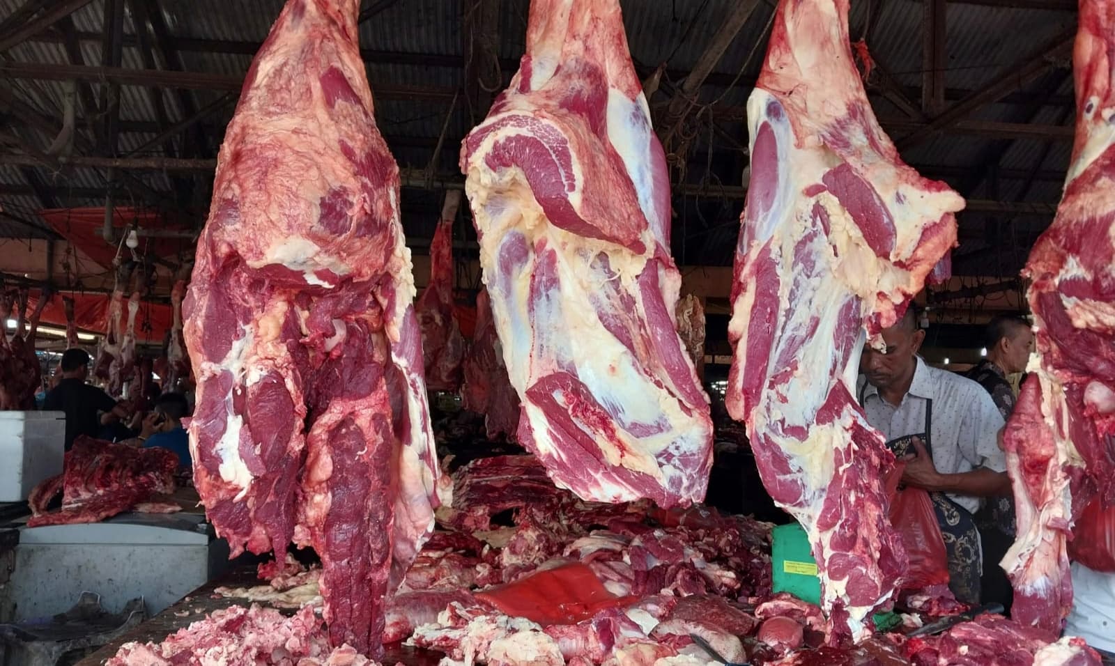 Presiden Prabowo Berikan Bantuan Sapi untuk Tradisi Meugang di Aceh