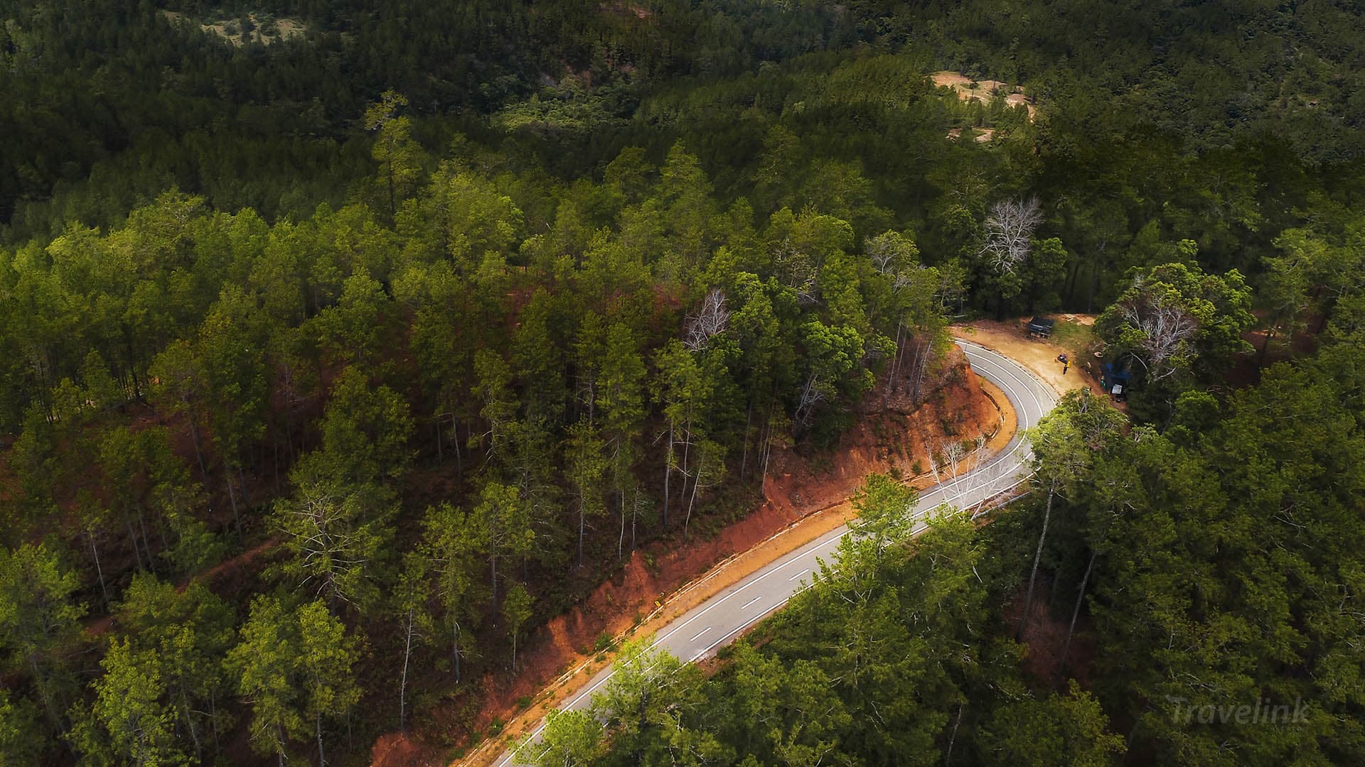 Hutan Pinus Aceh Terancam Punah Akibat Eksploitasi Berlebihan