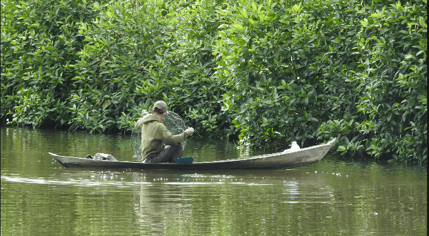 Mangrove Aceh Singkil Pulih, Nelayan dan Pelajar Rasakan Manfaatnya