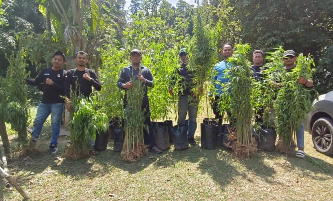 Polisi Musnahkan Ladang Ganja di Aceh Besar, Satu Orang Ditangkap