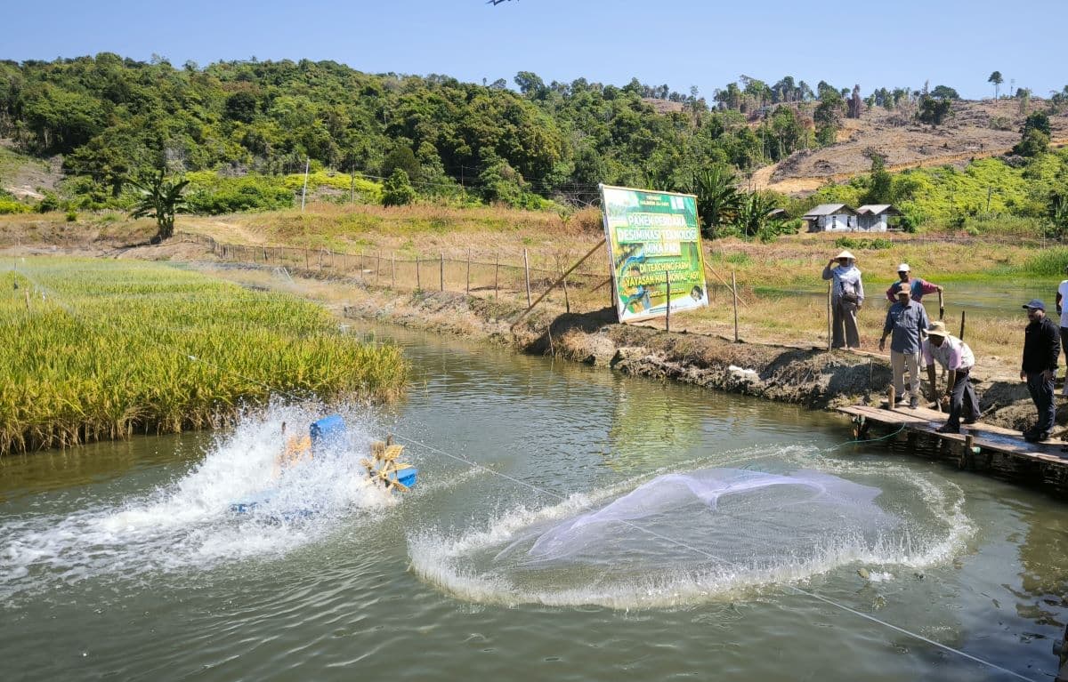 Petani Aceh Jaya Panen Padi, Ikan, dan Udang dalam Satu Lahan