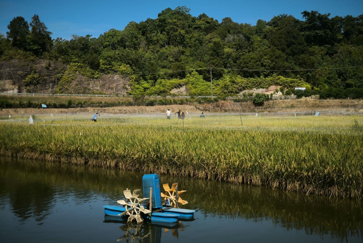 Panen Perdana Mina Padi Aceh Jaya Capai Rp 79 Juta, Tingkatkan Kesejahteraan Petani